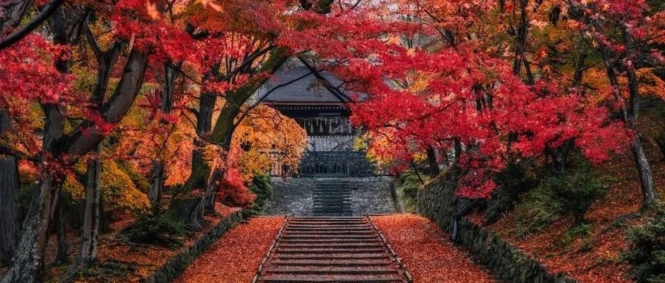 赏秋在日本，东阪够惊喜！