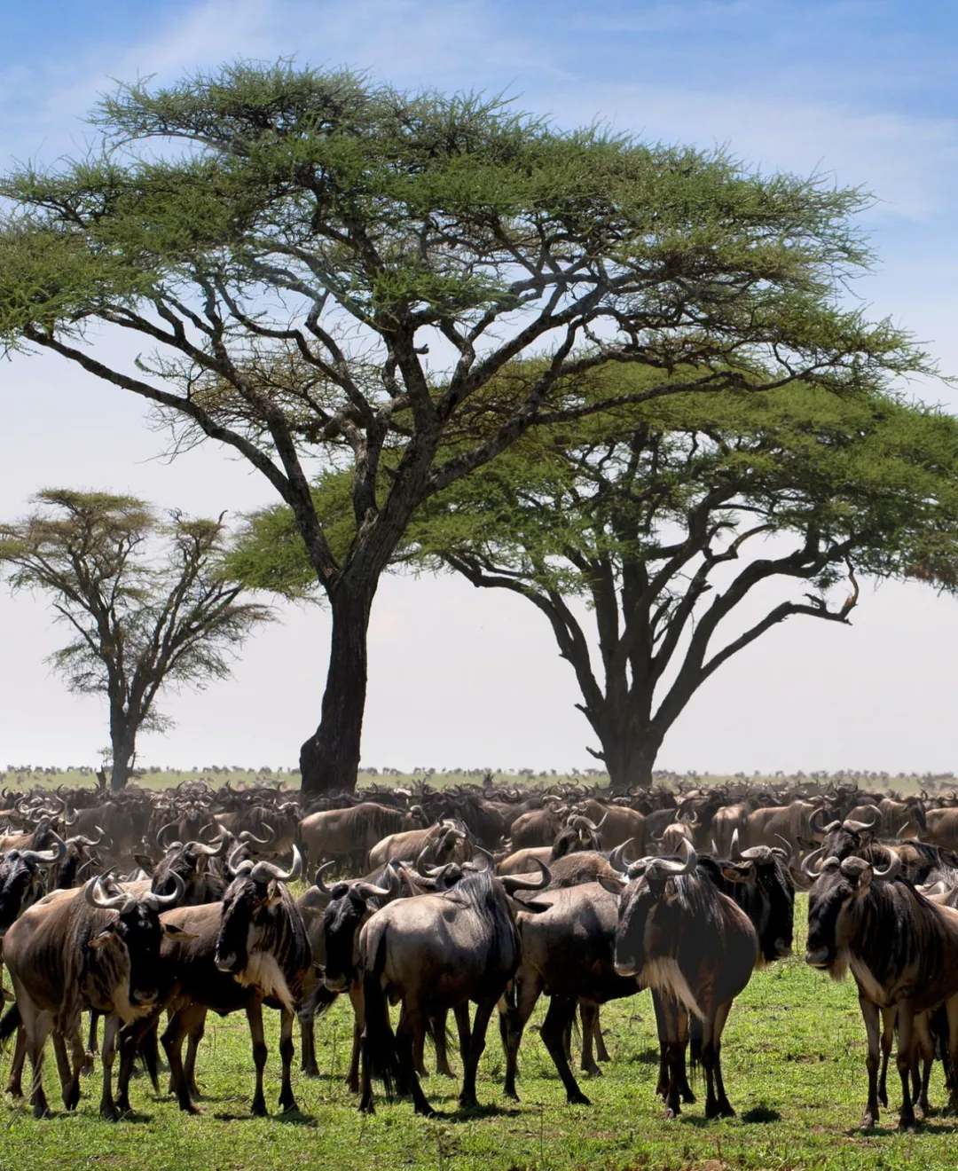 坦桑尼亚9天8晚Asilia尊享之旅 background