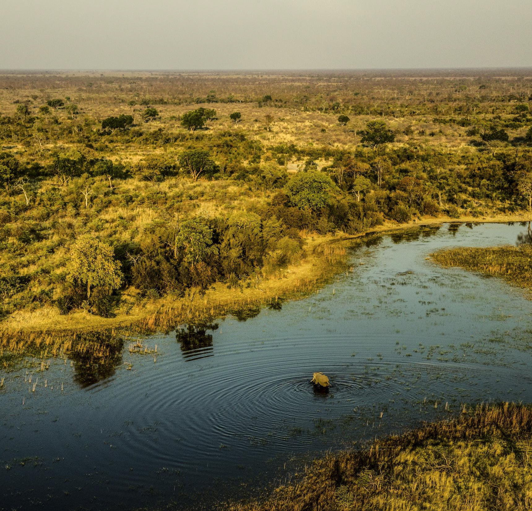 水与草原之间｜奥卡万戈三角洲的9日野性时光 background