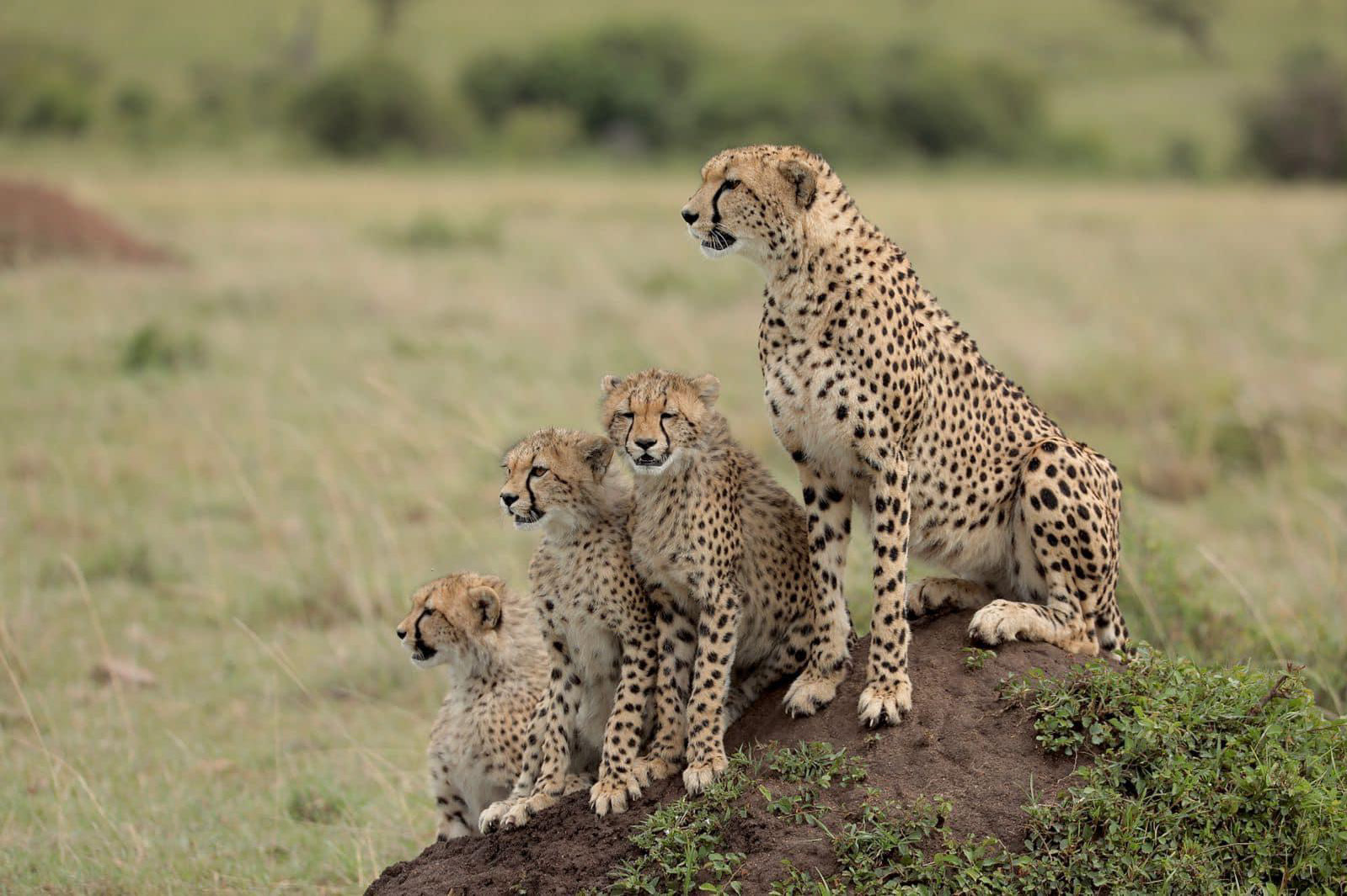 肯尼亚8天7晚顶级野奢游猎之旅 background